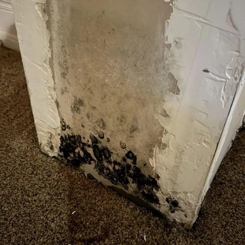 Professional Mold Removal in Constantine, MI